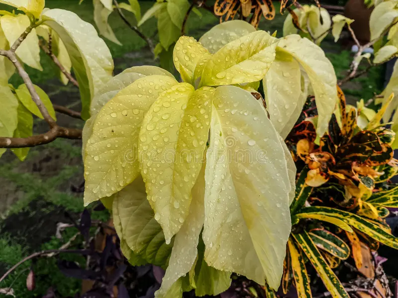 Pisonia blanc